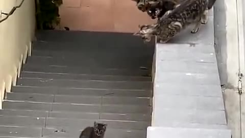 小猫被困在台阶下面,几只大猫想办法营救